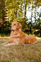 Picture of Golden Retriever lying on grass