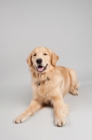 Picture of Golden Retriever lying on grey studio background, smiling.