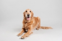 Picture of Golden Retriever lying on grey studio background, smiling.