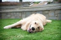 Picture of golden retriever lying on side in grass