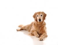 Picture of Golden Retriever lying on white background