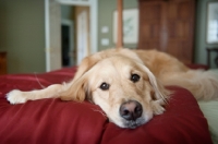 Picture of golden retriever lying with head down on red blanket