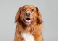 Picture of Golden Retriever mix in studio, smiling at camera.