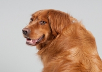 Picture of Golden Retriever mix in studio, looking over shoulder smiling.