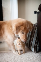 Picture of golden retriever mix nuzzling orange tabby kitten