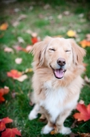 Picture of Golden Retriever mixed breed