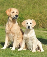 Picture of golden retriever mother with her 5 month old puppy, sat together in grass