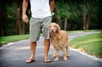 Picture of Golden Retriever near owner