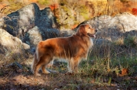 Picture of Golden Retriever near rocks