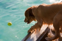 Picture of Golden retriever near swimming pool