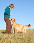 Picture of Golden retriever obeying his owner