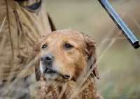 Picture of Golden Retriever on a hunt