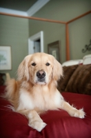 Picture of golden retriever on bed