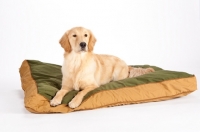 Picture of Golden Retriever on bed