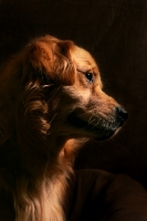 Picture of Golden Retriever on black background