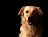 Picture of Golden Retriever on black background