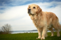 Picture of Golden Retriever on grassy field