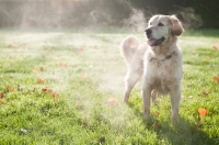 Picture of Golden Retriever on grass