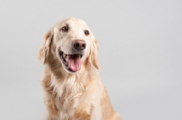 Picture of Golden Retriever on grey studio background, smiling.