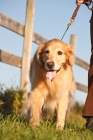 Picture of Golden retriever on lead