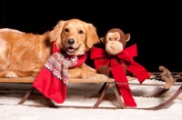 Picture of Golden Retriever on sleigh with toy friend