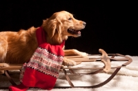 Picture of Golden Retriever on sleigh
