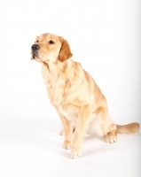 Picture of Golden retriever on white background in studio