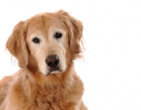 Picture of Golden Retriever on white background looking at camera