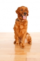 Picture of Golden Retriever on wooden floor