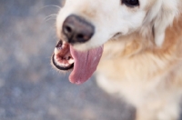 Picture of Golden Retriever outdoors, tongue out