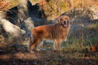 Picture of Golden Retriever outdoors
