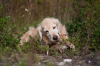 Picture of Golden Retriever outdoors