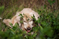 Picture of Golden Retriever outdoors