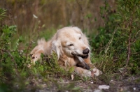Picture of Golden Retriever outdoors