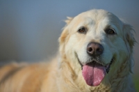 Picture of Golden Retriever panting