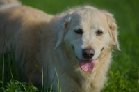 Picture of Golden Retriever panting
