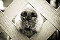 Picture of Golden Retriever poking nose through fence