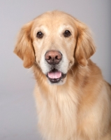 Picture of Golden Retriever portrait on grey background