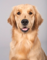 Picture of Golden Retriever portrait on grey background