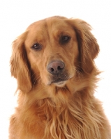 Picture of Golden Retriever portrait on white background