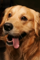 Picture of Golden Retriever, portrait, tongue out