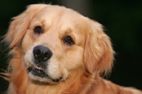 Picture of Golden Retriever portrait