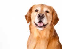 Picture of Golden Retriever, portrait