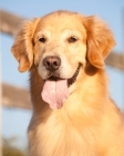 Picture of Golden Retriever portrait