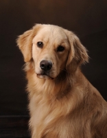 Picture of Golden Retriever portrait