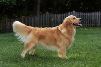 Picture of Golden Retriever posed