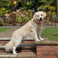 Picture of golden retriever posing in a formal garden