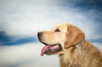 Picture of Golden Retriever profile against sky