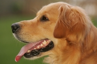 Picture of Golden Retriever profile, landscape format