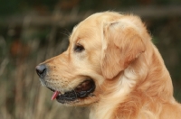 Picture of Golden Retriever profile